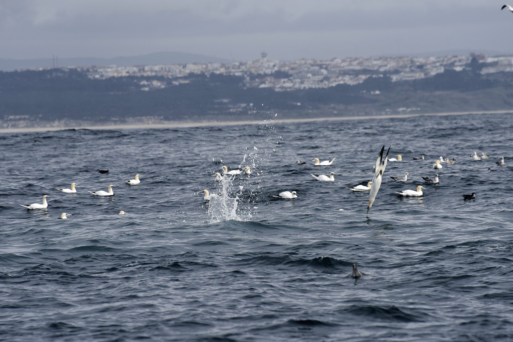 Gannets diving off Nazaré, with the town behind on the shore